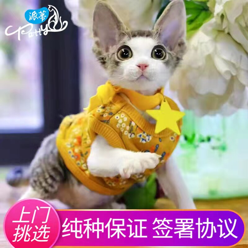 纯种德文卷毛猫幼猫活体不掉毛猫虎斑黑白开脸德文帝王猫小奶猫咪