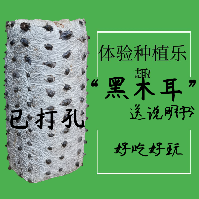 春艺白玉黑木耳菌棒食用蘑菇种植