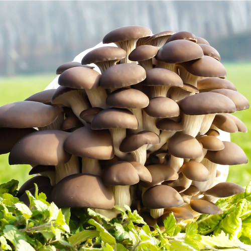 春艺盆栽景菌袋多肉包邮蘑菇种植