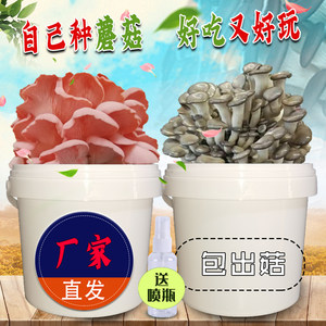 春艺新款平菇蘑菇食用棒袋厨房