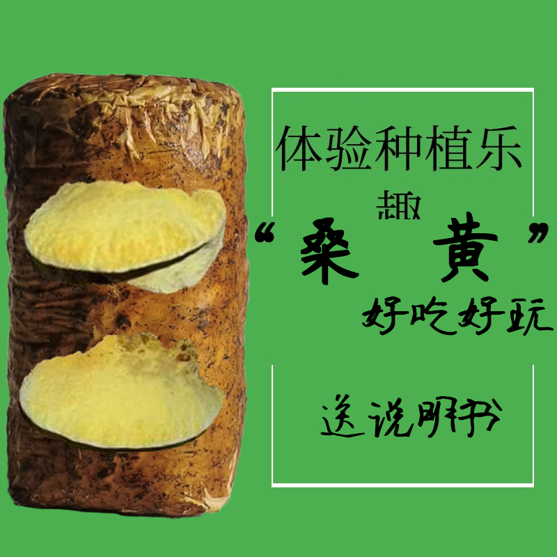 桑黄绣球菌椴木杨树栽培