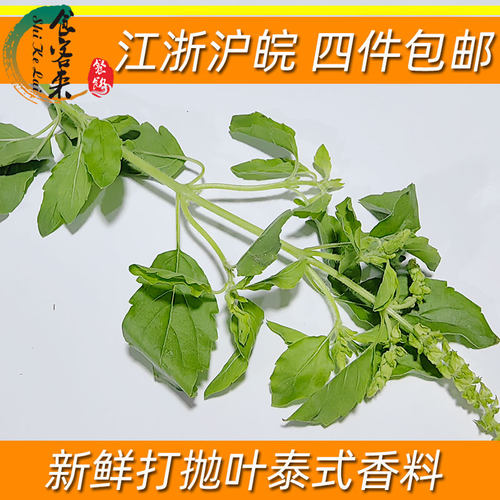 新鲜打抛叶香料蔬菜食材