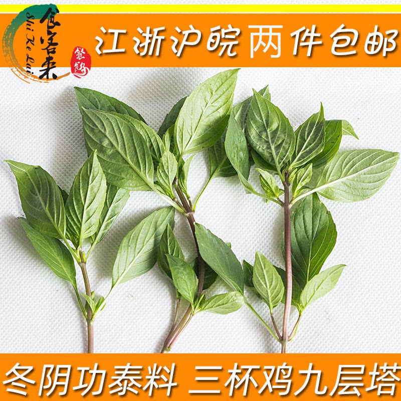 新鲜食用九层塔泰式香料