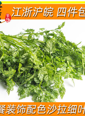 西餐香料香草细叶芹雪维菜车窝草Chervil 食用香草芹菜欧芹餐饮