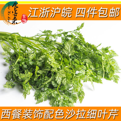 细叶芹雪维菜Chervil食用香草