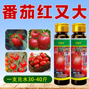 番茄膨大素正品防裂着色剂西红柿专用快速膨大催红增甜叶面肥料
