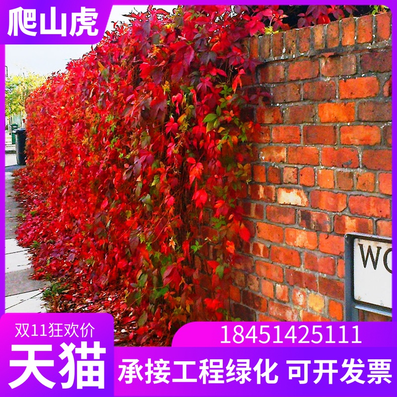 爬山虎苗攀爬藤植物庭院户外室内三叶红色爬山虎苗春来秋去 51240