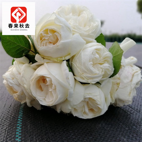 天鹅古董月季白雪香水灌木切花小苗初开浓香白色包子四季花苗强香
