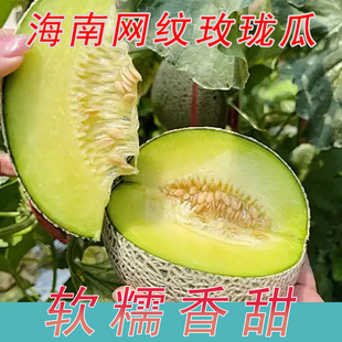海南玫珑蜜瓜甜软糯网纹蜜瓜当季玲珑冰淇淋奶香梅陇甜瓜现摘现发