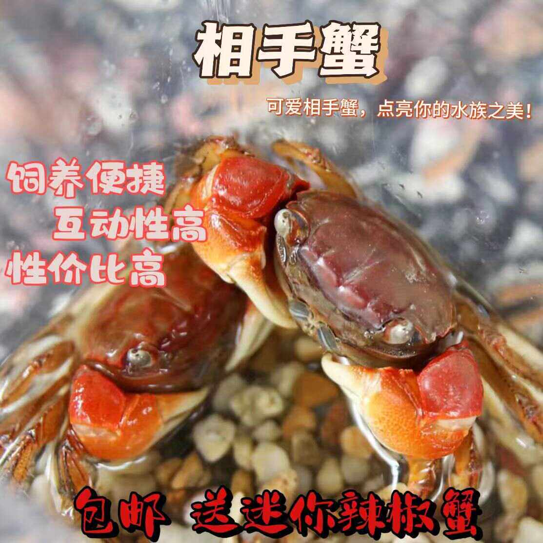 特价红敖相手蟹网红观赏淡水深水活的小螃蟹好养将军蟹辣椒蟹萌宠