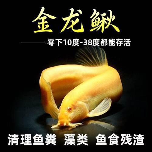 黄金泥鳅清洁鱼冷水鱼金龙鳅