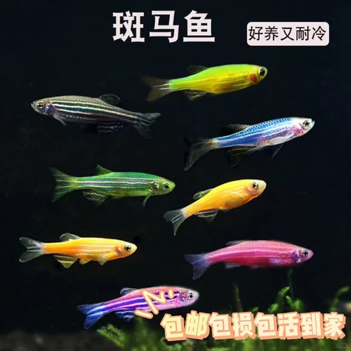荧光斑马鱼群游观赏鱼青苹果观赏