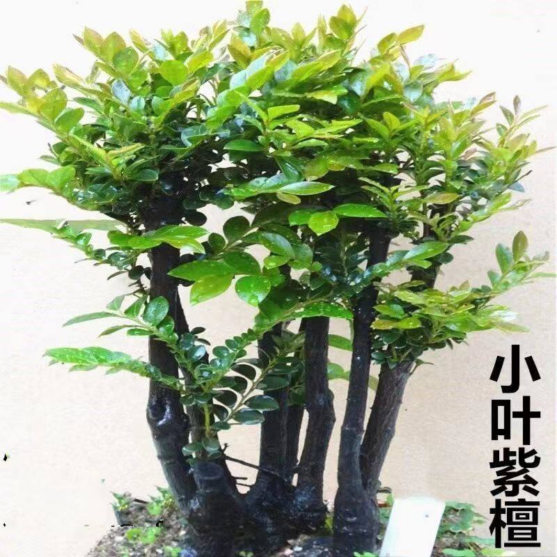 小叶紫檀盆景树桩室内观叶丛林独桩植物净化空气易养新手小白绿植