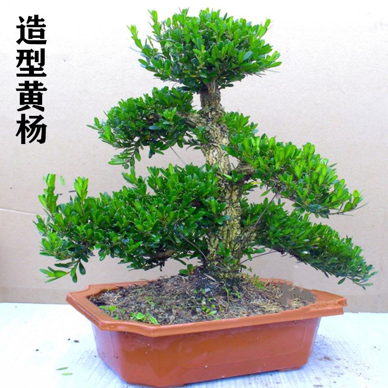 雀舌黄杨盆景矮霸造型老桩绿植图片