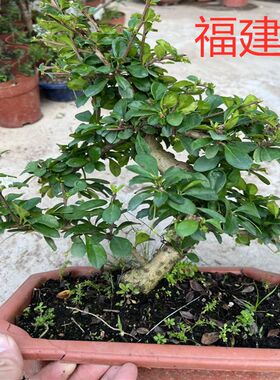 福建茶室内吸甲醛特惠