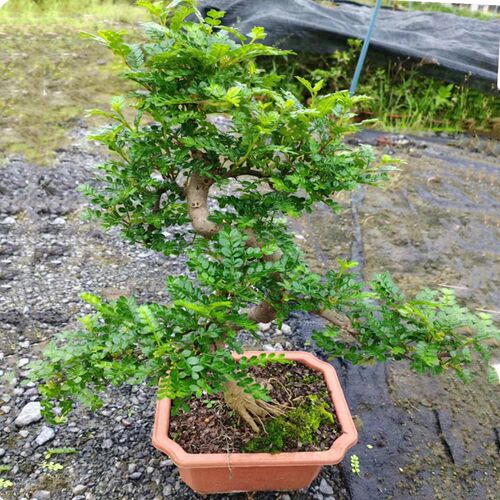室内外好养清香木盆景耐热植物