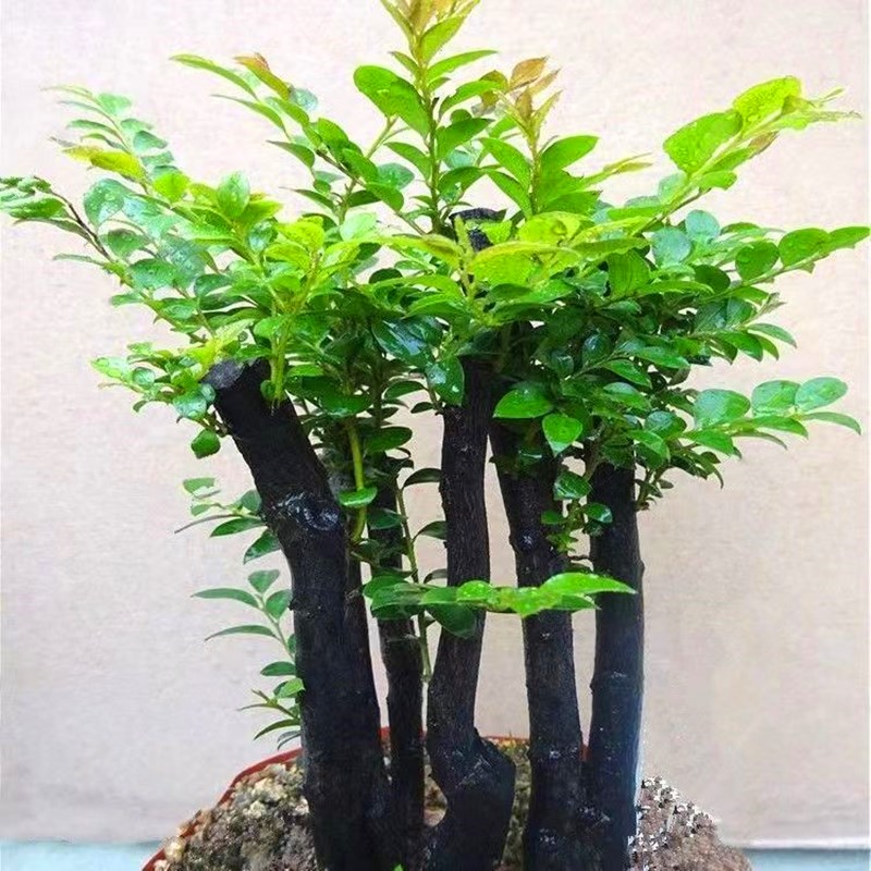 老桩小叶紫檀盆景树桩绿植