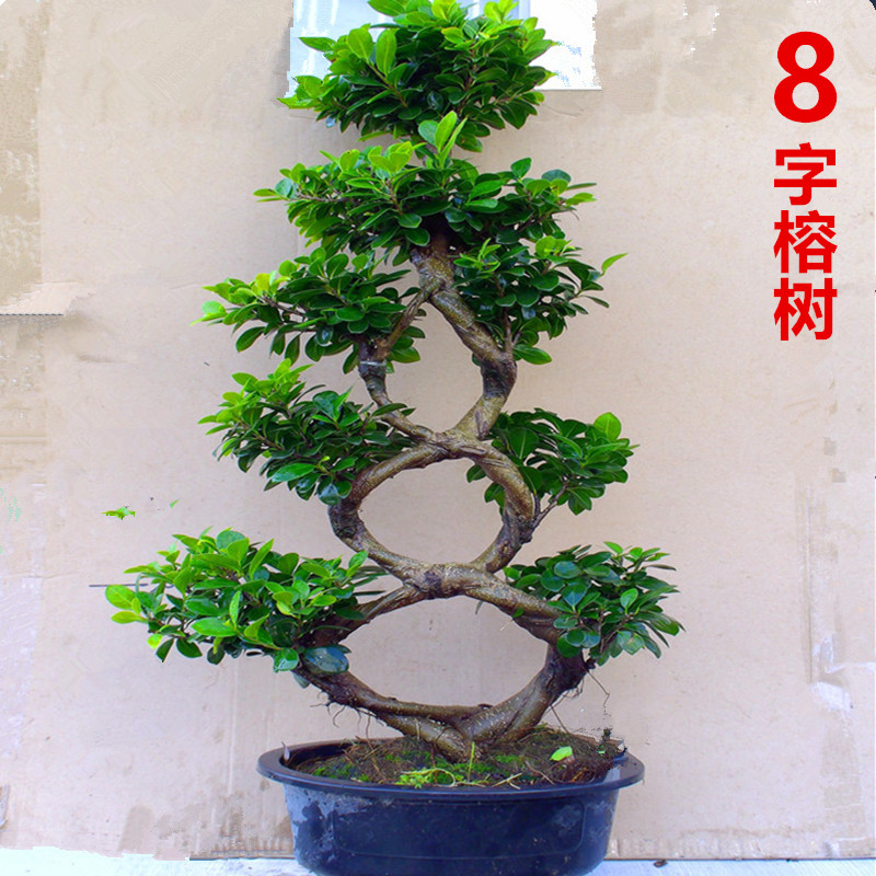 8字造型小叶榕树盆景 气根金钱榕树桩老桩室内外庭院盆栽好养植物