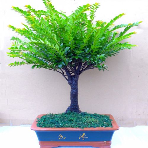 小叶紫檀盆景树桩好养活盆栽绿植