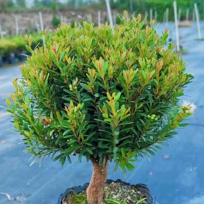 小叶赤楠植物盆栽四季常绿