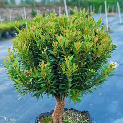 小叶赤楠植物盆栽四季常绿