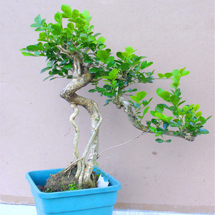 九里香盆景造型高提根悬崖飘枝树苗易养护室内观茎净化空气植物