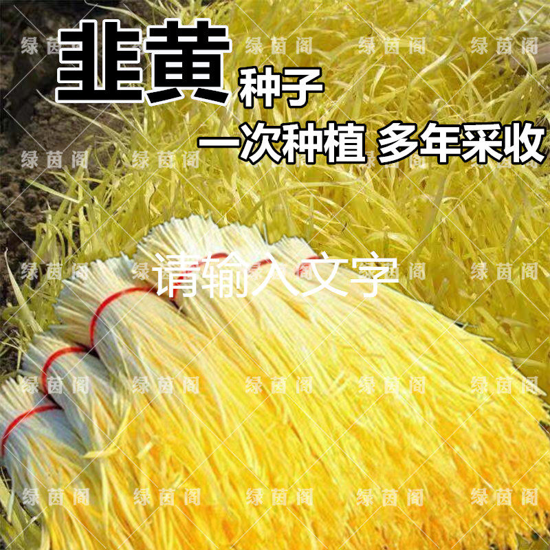 韭黄种籽春秋冬季金杆韭菜黄种子抗寒抗倒伏四季盆栽菜园蔬菜种孑