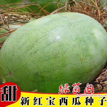 新红宝西瓜种籽绿皮大果少籽含糖量高春季四季巨型懒汉水果种子孑