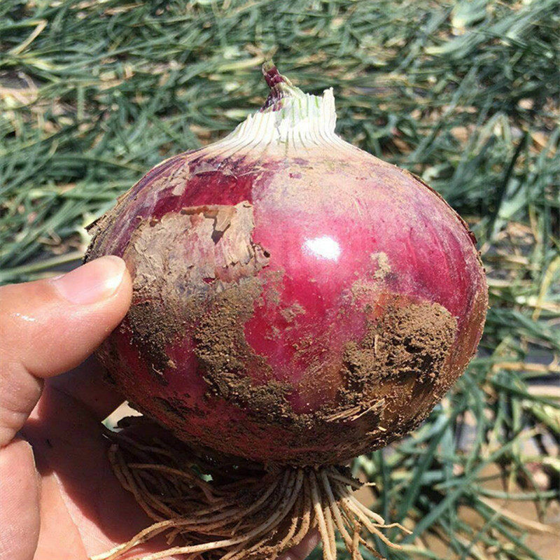 紫皮洋葱种子传统红皮圆葱头籽耐寒高产早熟秋季四季播种蔬菜种孑