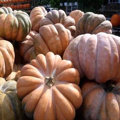 老品种磨盘大南瓜种子巨型特甜籽