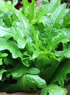 速生花叶油麦菜种子生菜快菜青菜籽阳台盆栽菜园春秋四季蔬菜种孑