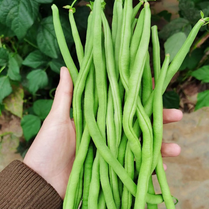 泰国无筋架豆王种子早熟长青