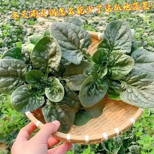 红根菠菜籽老品种黑圆叶趴地菠菜