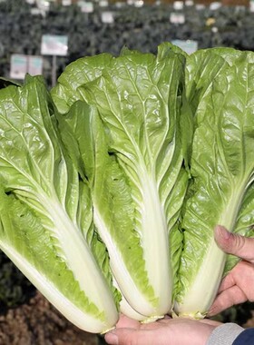 杭白菜种子快菜四季速生小白菜籽