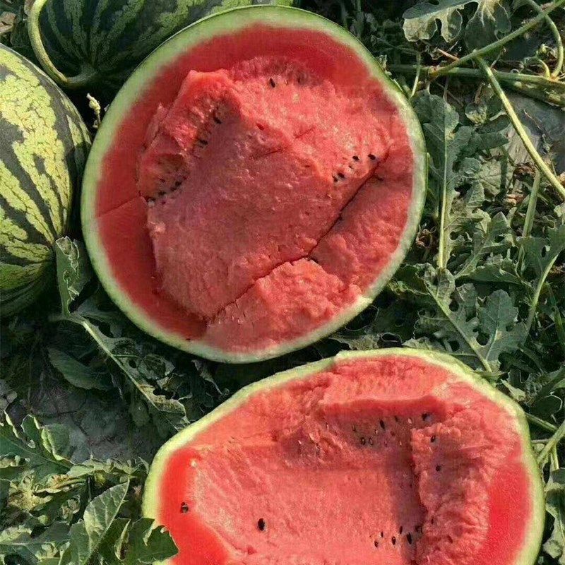 美都西瓜种子超甜麒麟瓜籽皮薄耐裂大果春夏季阳台庭院水果蔬菜孑