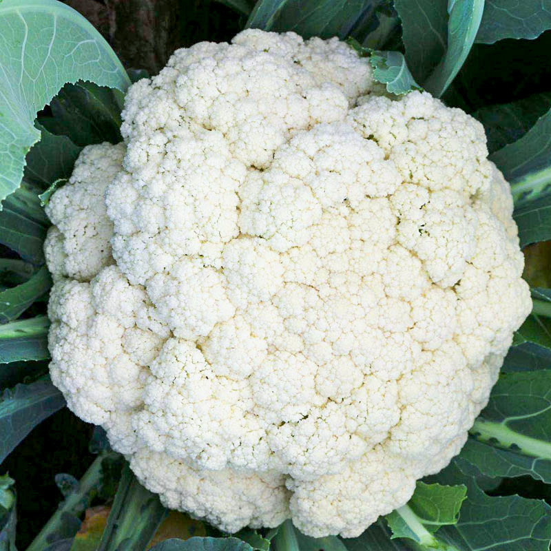 菜花种孑青梗松花菜西兰花椰菜籽