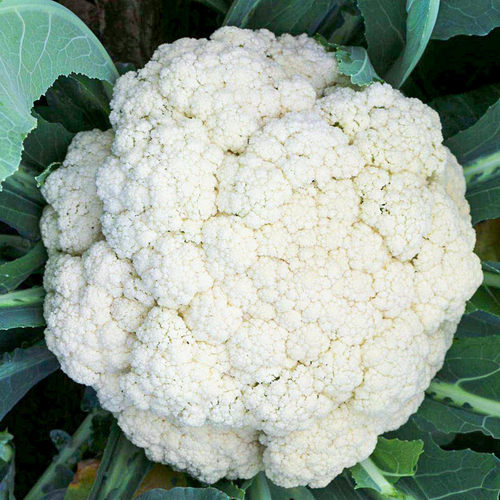 菜花种孑青梗松花菜西兰花椰菜籽