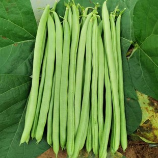 宁芸嫩玉小金豆种子菜豆架芸豆青豌豆籽四季豆蔬菜孑农用豆角种孑