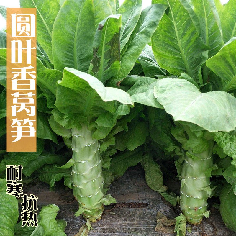 圆叶香莴笋种籽青皮红皮绿肉耐寒