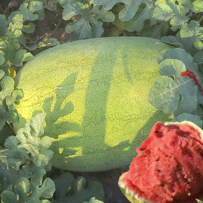 新红宝西瓜种籽特大超甜巨型夏季