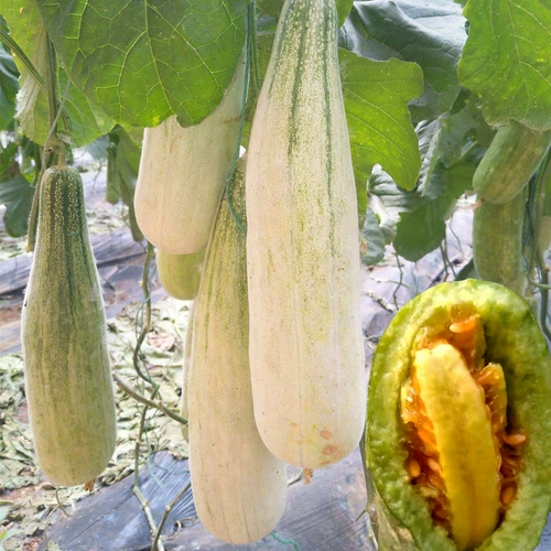 Семена медонов с медом хрустящими хрустящими хрустящими дынями Семена с высокой сладостью высокий балкон овощной сад весна четыре сезона фрукты и овощи размножаются 孑