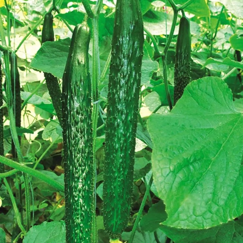黑亮型黄瓜种子高产密刺水果籽