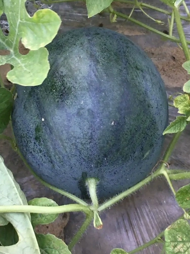 Тайваньский черный красавица арбуз