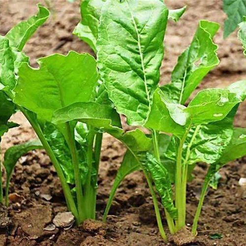 根达菜种子劈菜牛皮菜蔬菜农家