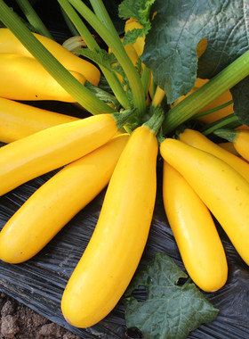 黄色香蕉西葫芦种籽生吃脆甜角瓜小南瓜种子春秋四季蔬菜水果种孑