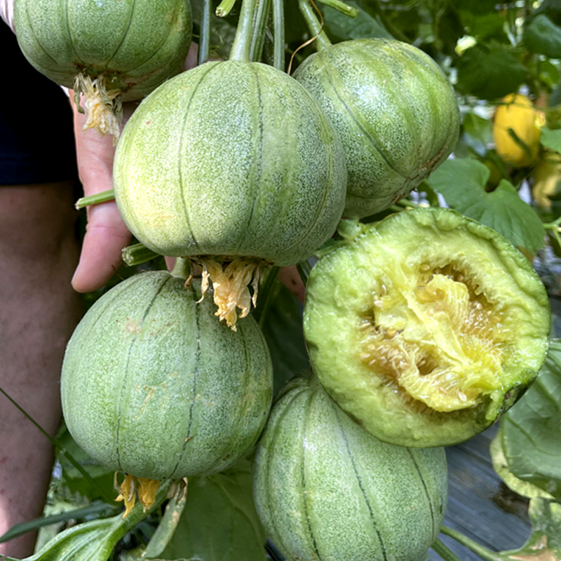 小麦酥甜瓜种子薄皮香瓜小瓜籽青皮绿肉春秋季农家菜园蔬菜水果孑