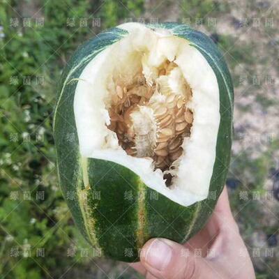 王海瓜种子超甜高糖水果脆瓜