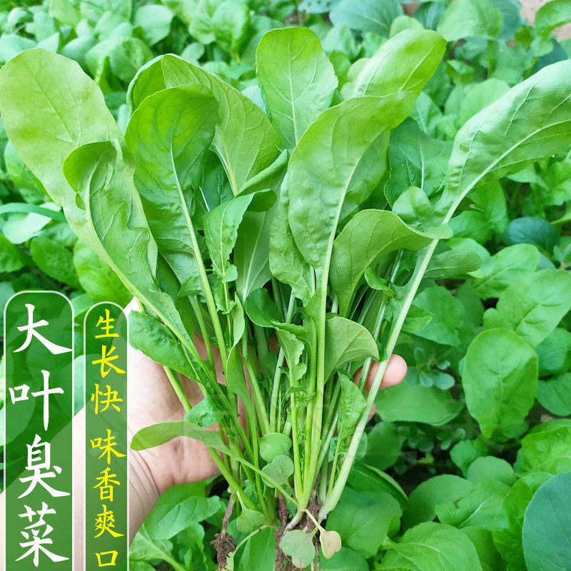 满口香特菜种子东北大叶臭菜芝麻香菜小叶火箭生菜籽四季蔬菜种孑