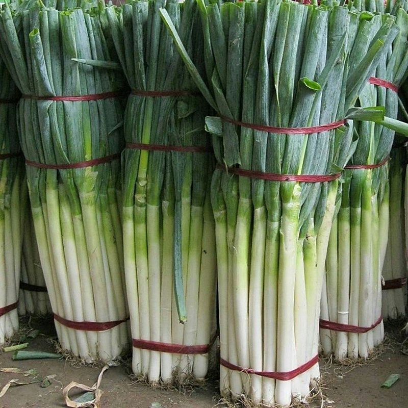 山东章丘大葱种子高产型巨葱王种籽春季秋季四季菜园蔬菜香葱种孑