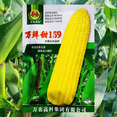 万鲜甜159水果玉米种子大棒高产